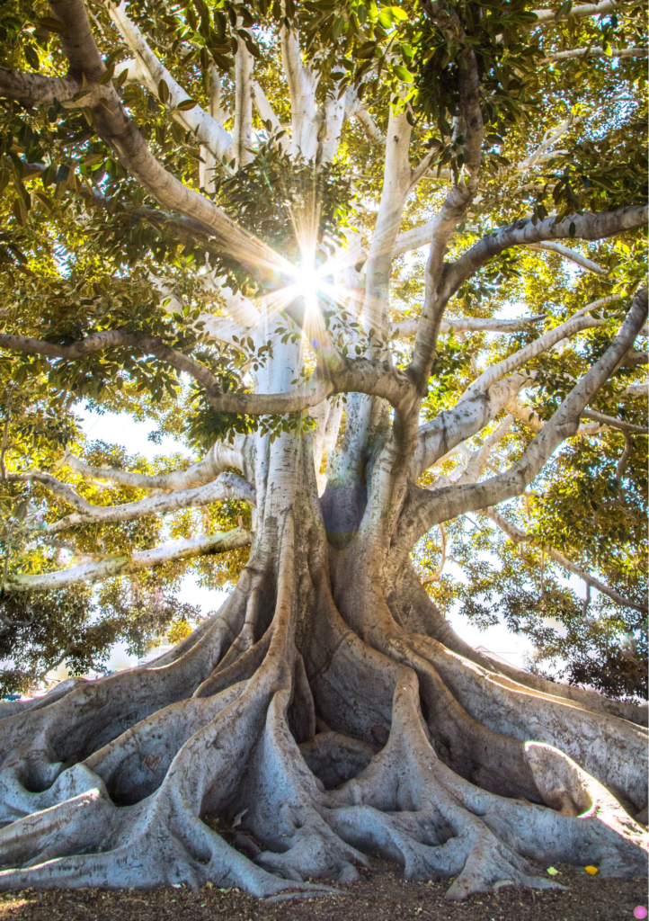 Ein leuchtender Wurzelbaum, der Energiearbeit in Münster repräsentiert